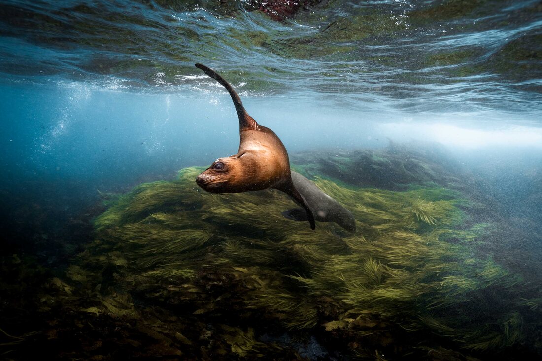 Wildlife destination