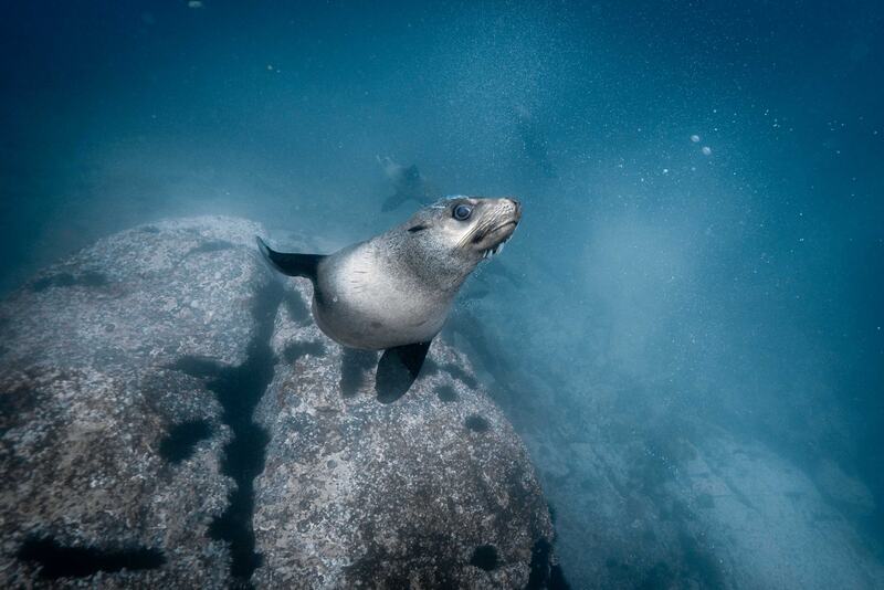 Wildlife print 14