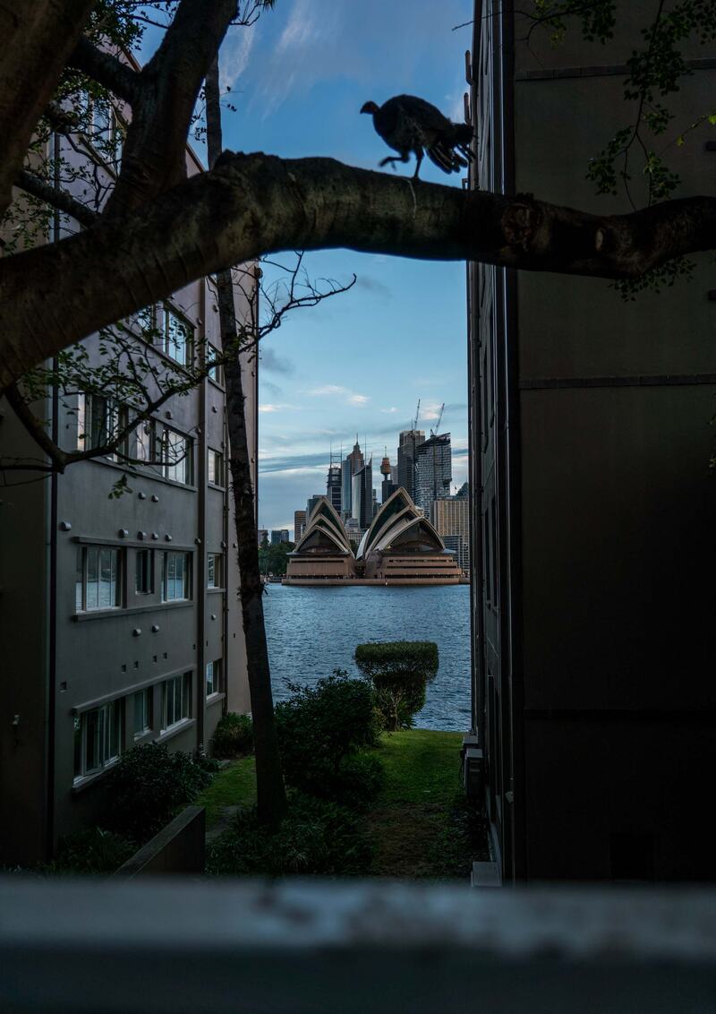 Sydney print 16