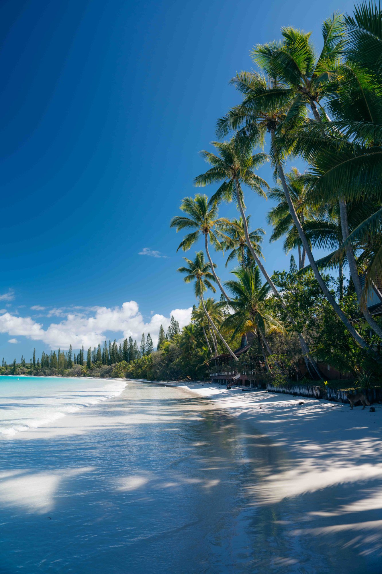 New Caledonia print 9