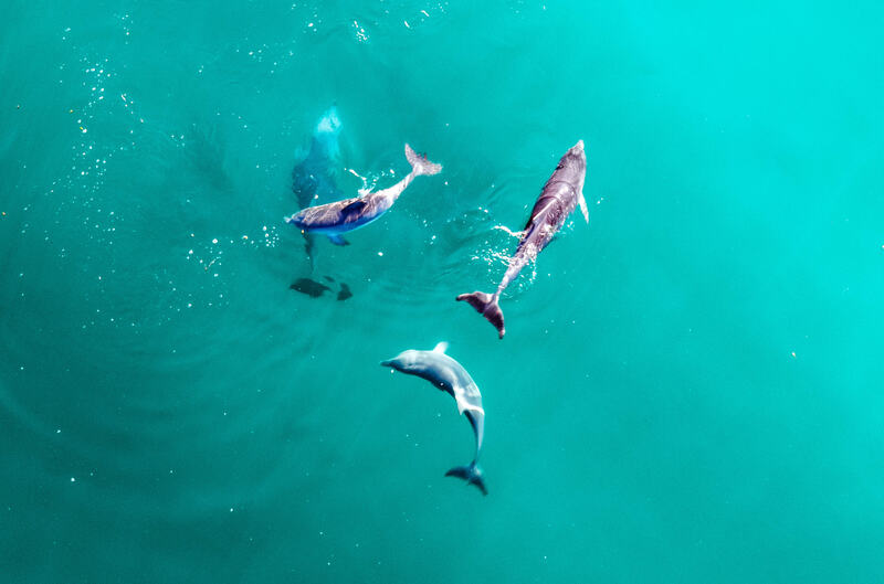 Wildlife print 9